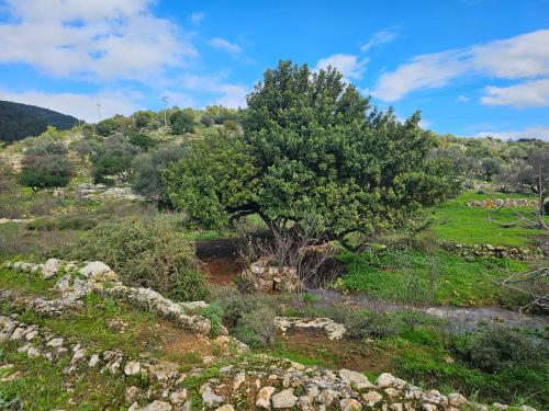 a tree in a field with a stone wall at Casa Galilea חופשה גלילית עם בריכה פרטית וג'קוזי in Parod