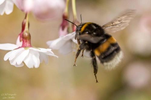 a bee is collecting pollen from a white flower at Ferienhaus Honey Bee in Billingsbach