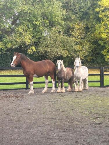 a group of three horses standing next to a fence at The Hideaway Glamping Pod 2 With Hot Tub & Cold Shower in Naas