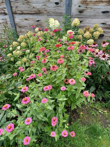 a bunch of pink flowers in a garden at Bungalow net buiten Zuidwolde in Zuidwolde