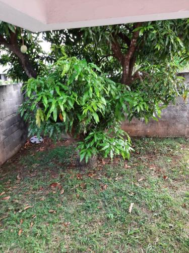 a tree is leaning against a brick wall at KARENGA Appartel in Sainte-Anne