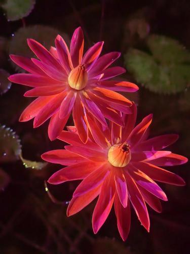 two pink flowers sitting next to each other at Treehouse Tayrona in Santa Marta