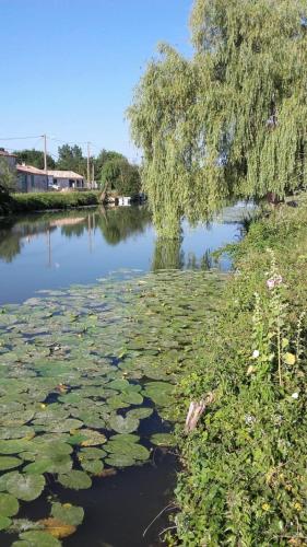 une rivière avec des nénuphars sur l'eau dans l'établissement Maison calme au bord de l'eau, à Marans