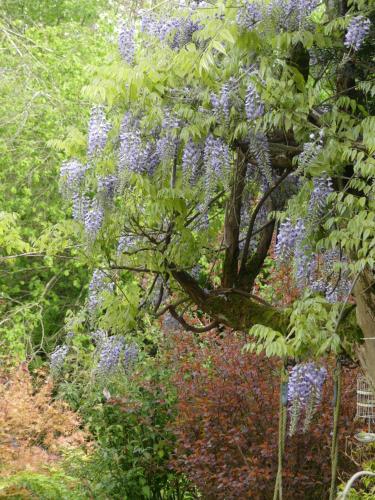 a tree with purple flowers on it in a garden at Au coeur des loges in Saint-Bonnet-de-Bellac
