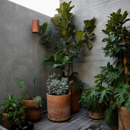 a bunch of potted plants are lined up against a wall at Hotel Boutique Sina in Guadalajara