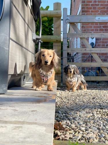 two dogs are sitting next to a van at Oak Tree Hideaway in Whitchurch