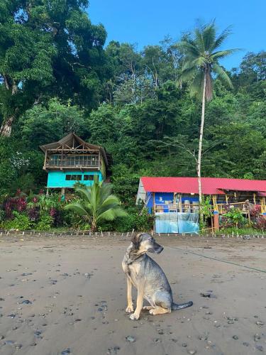a dog sitting on the beach in front of houses at Ecolodge el Arca Bahia Solano in Bahía Solano