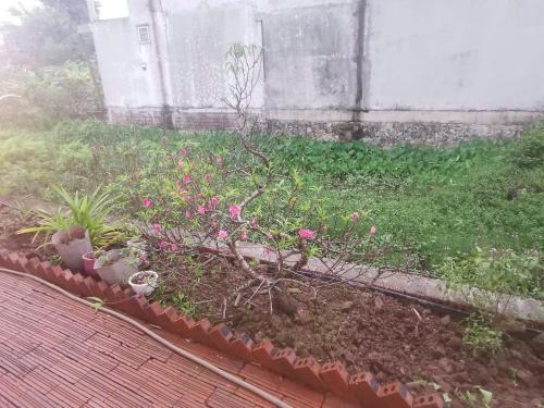 a garden with pink flowers in a yard at Tam Coc Gold Smile Homestay in Vũ Lâm