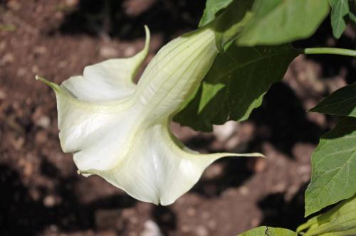a white flower on a plant with leaves at La Piccola Locanda in Modica