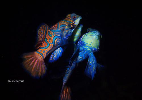 two blue fishes sitting next to each other at Cocotinos Lembeh a Boutique Dive Lodge in Bitung