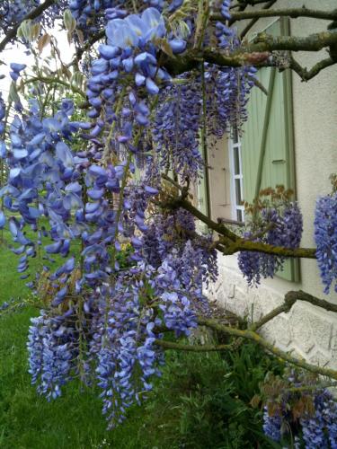 a bunch of blue flowers on a tree in front of a house at Côté campagne in Pierrefaites