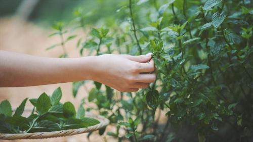 a hand is holding onto a green plant at SOKI ATAMI - Vacation STAY 93429v in Atami