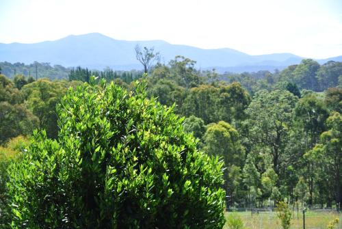 a tree in a field with mountains in the background at Bryn Glas Farm Stay in Moruya