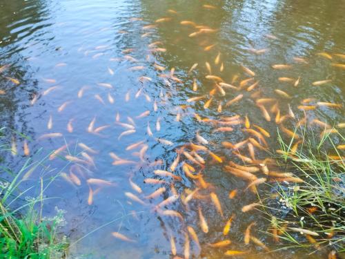 Permandangan sungai dekat dengan resort