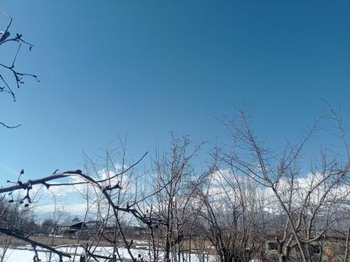 uma montanha coberta de neve à distância atrás de algumas árvores em Гостевой дом em Sazanovskoye