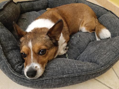 a brown and white dog laying in a dog bed at Hostel il Tetto in Melfi