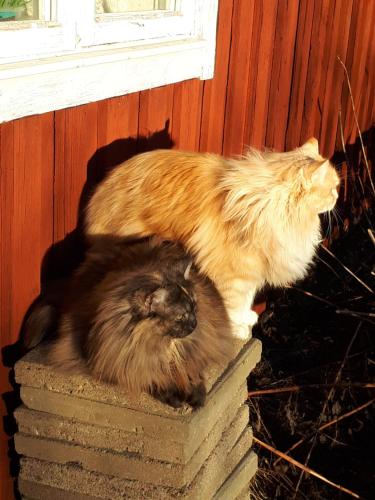 a cat laying on top of a brick pillar at Mysigt rum med lantligt läge i privat bostad med katter in Storå