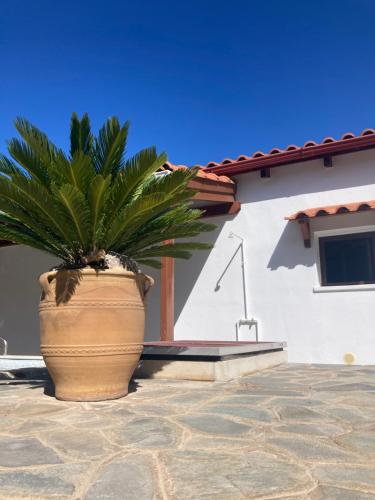 a large plant in a large pot in front of a house at Villa Batsheva in Roumelí