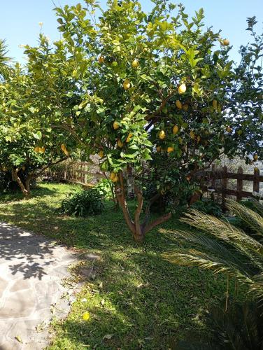 an orange tree in the grass next to a fence at Casa Vacanze Diamante in Ogliastro Cilento