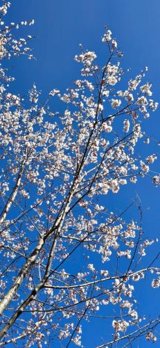 a tree with white flowers on a blue sky at The Pluck Homestay- Umagarh in Rāmgarh