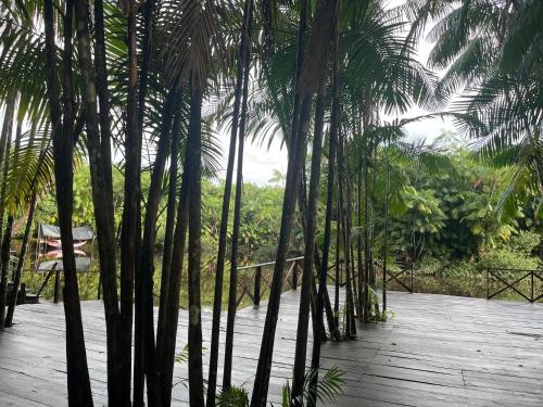 a group of palm trees on a wooden deck at Chalé Encantos do Una in Morros