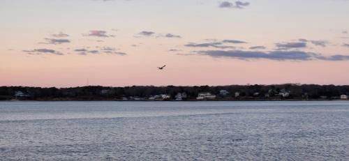 a bird flying in the sky over a body of water at Ocean View Terrace in Hampton Bays