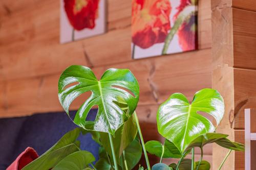 a green plant in a room with paintings on the wall at Weingut und Ferienhof Josef Huber in Oberkirch