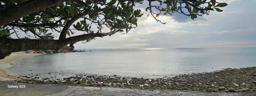 a beach with a tree and the water at Sense Asia in Haad Tian