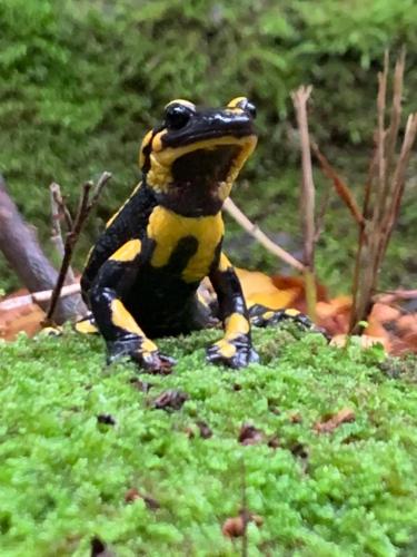 a figurine of a frog sitting on the grass at Casa de muntanya Can Coll de Susqueda Girona in Susqueda