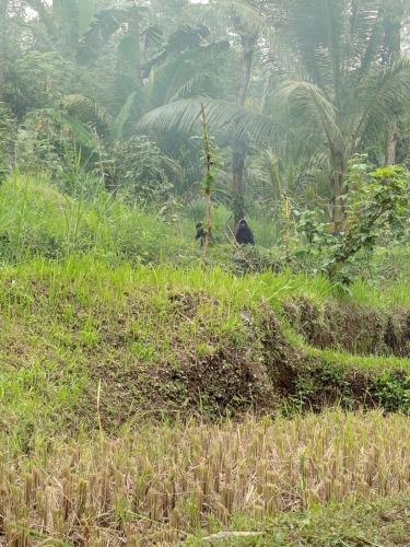 a monkey sitting in the grass in a field at are twin bungalows in Tetebatu