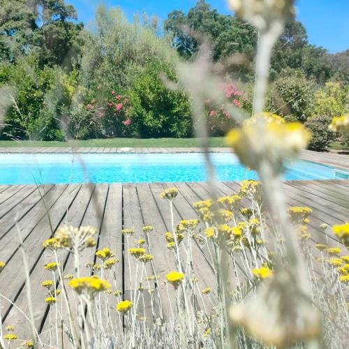 un champ de fleurs devant une piscine dans l'établissement Fior di Maghja, à Sainte-Lucie de Porto-Vecchio