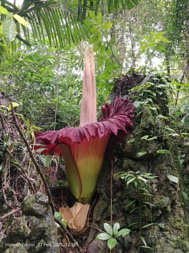 a plant with a large flower on the ground at Sam's Bungalows And Treks in Bukit Lawang