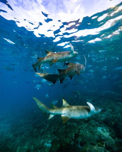 Imagen de la galería de The Zen Den, en Thulusdhoo