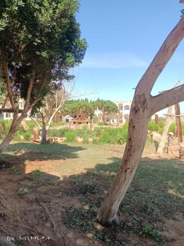 a tree that is standing in the grass at Oasis Panorama in Bawiti