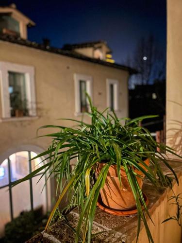a potted plant sitting on a wall next to a building at Tre Colonne in Terni