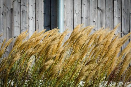 a bunch of tall grass in front of a fence at Maasparcje ecoLodge K2 Roermond in Roermond
