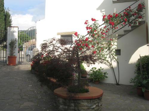 a tree with red flowers in a pot next to a building at B&B Casa Delle Rose in Antria