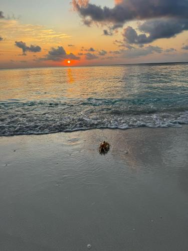 a dog in the sand on the beach at sunset at PRIV Fodhdhoo in Fodhdhoo