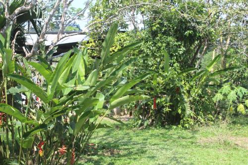 un giardino con piante e alberi rigogliosi di Reserva Natural Boutu a Puerto Asís