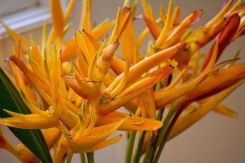 a bunch of yellow flowers in a vase at Yonegan Maui Getaways - Haiku in Haiku