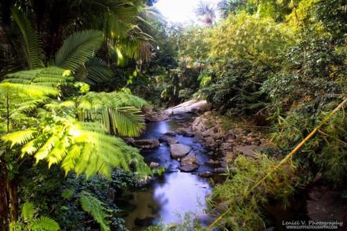 a stream in the middle of a jungle with trees at Private King Room with bath in Shared Apartment in San Juan
