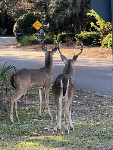 two deer standing on the side of a road at 2420 Seabrook Island Rd in Johns Island