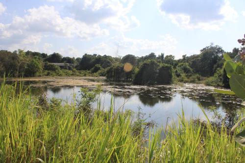 a body of water with grass and trees at Ehalagala Lake and Paddy view Lodge in Sigiriya