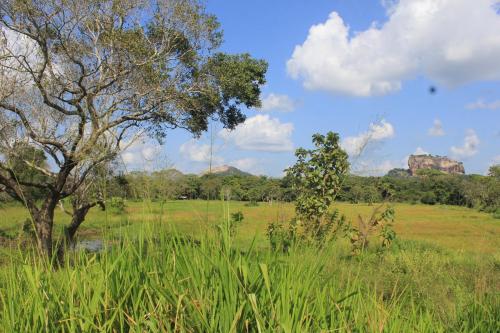 a field with a tree in a field with grass at Ehalagala Lake and Paddy view Lodge in Sigiriya
