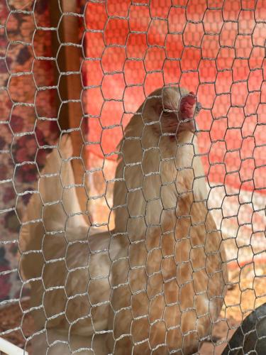 a chicken behind a chain link fence at The Cave in Yatiyantota