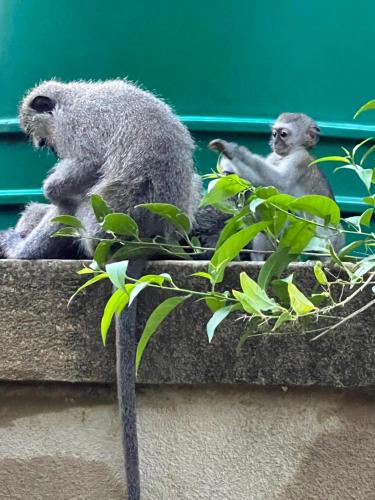 two monkeys sitting on top of a ledge at Lidiko Lodge in St Lucia