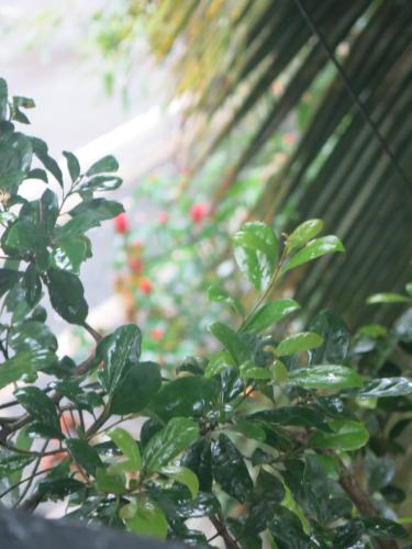 a close up of a plant with green leaves at Paradise Itzu in Kandy