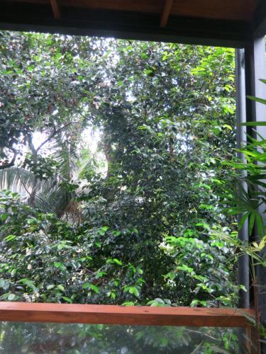 a window view of a large green tree at Paradise Itzu in Kandy
