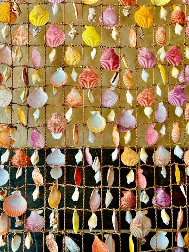 a wall filled with lots of different types of shells at Lidiko Lodge in St Lucia