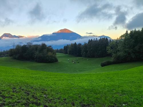 a green field with a herd of animals in the distance at Ferienhaus Paulnhof Erl - Alpenglück für Gruppen, Freunde & Teams in Erlerberg